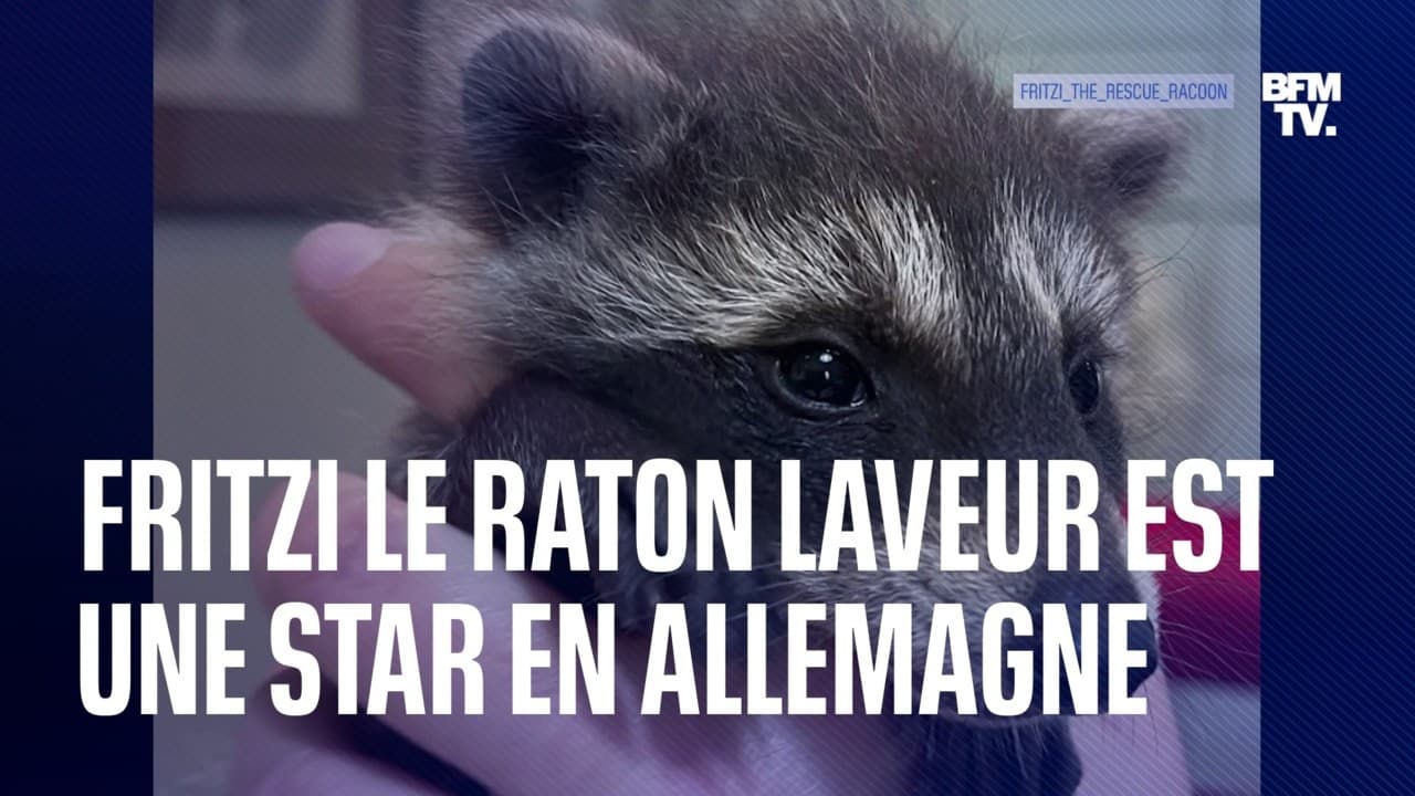 Fritzi Le Petit Raton Laveur D Instagram Qui Fait Craquer L Allemagne