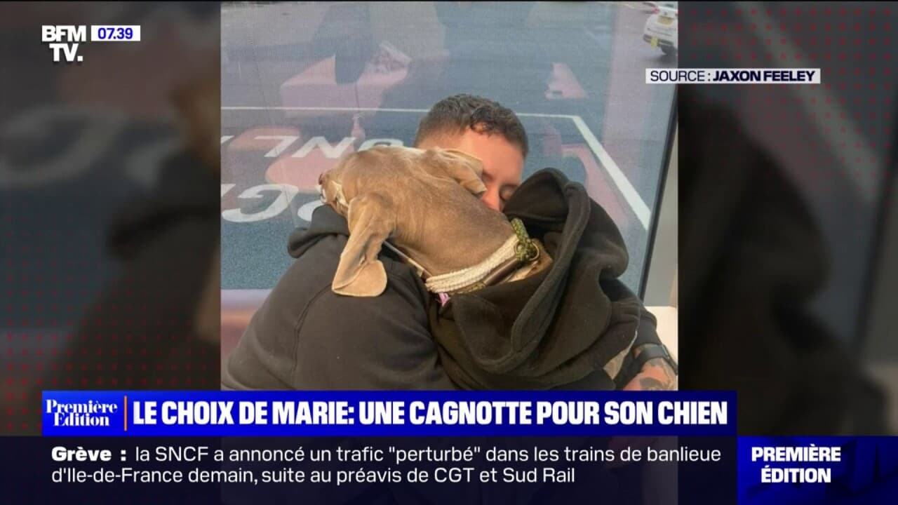 Cet Anglais R Colte Plus De Pour Son Chien Malade Gr Ce Une