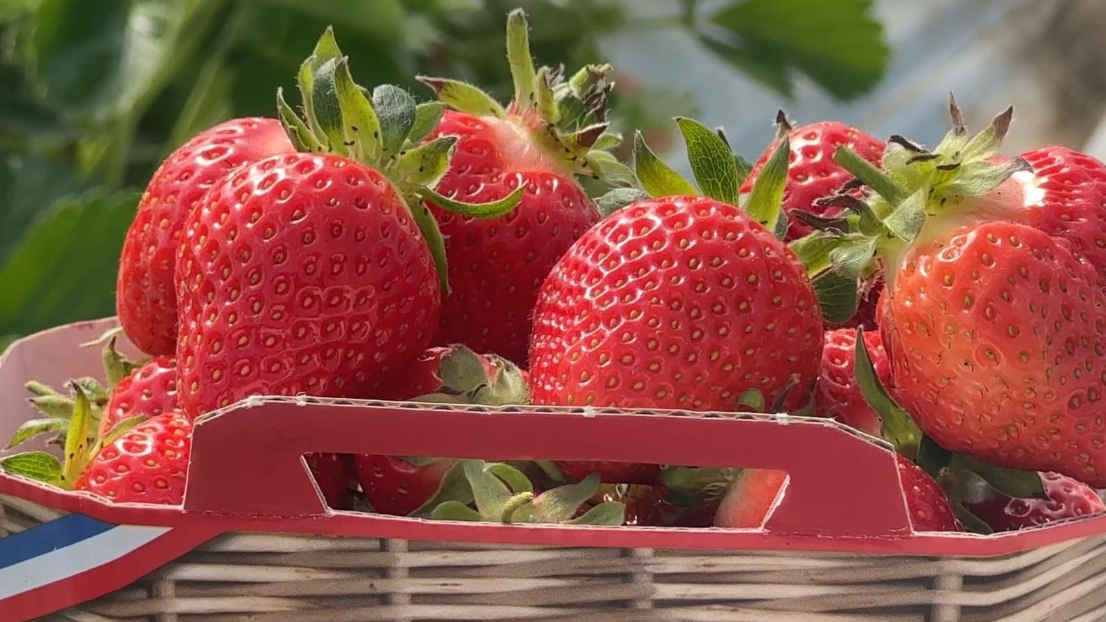 Alpes de Haute Provence la saison des fraises provençales lancée à Volx