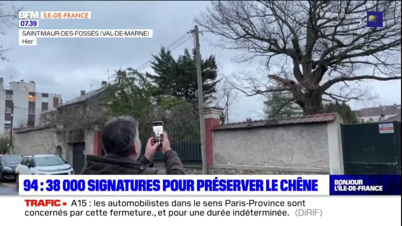 Saint Maur des Fossés 39 000 signatures pour préserver un chêne