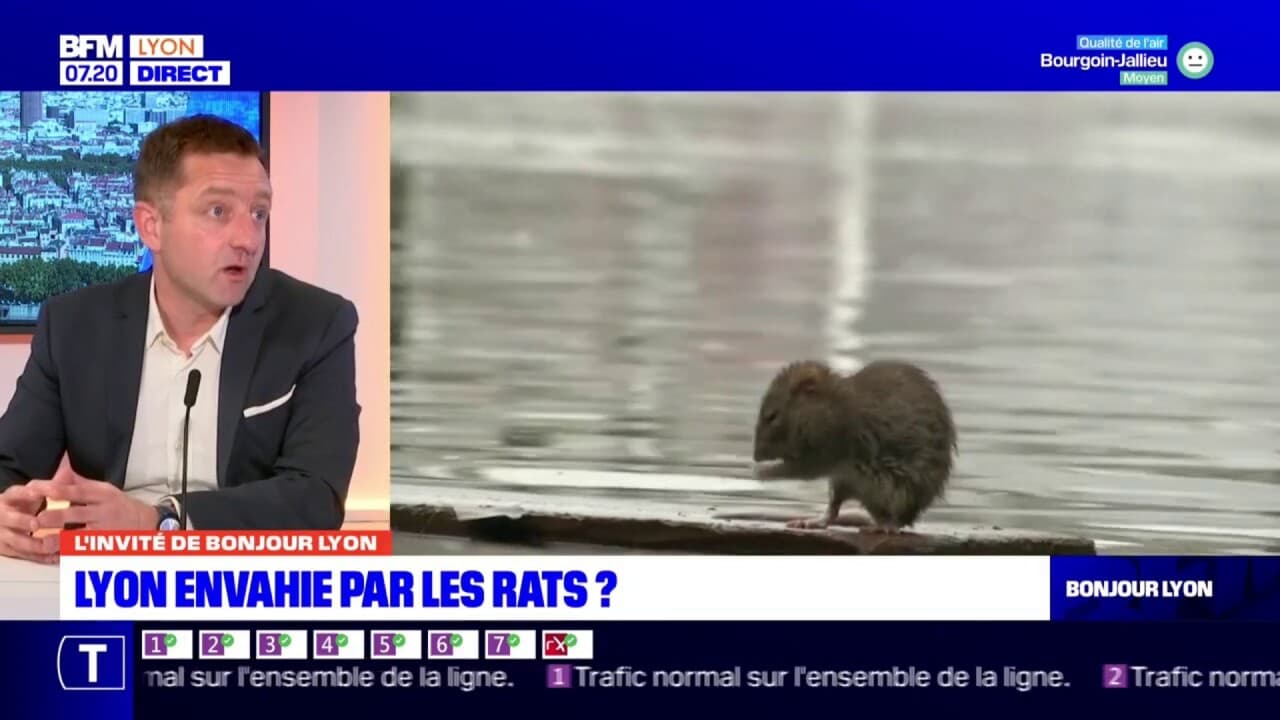 Lyon comment lutter contre la prolifération des rats