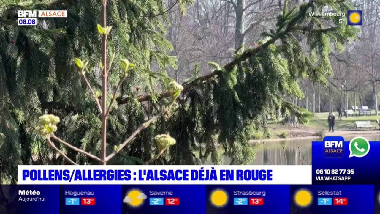 L Alsace déjà en alerte rouge sur la carte des allergies aux pollens