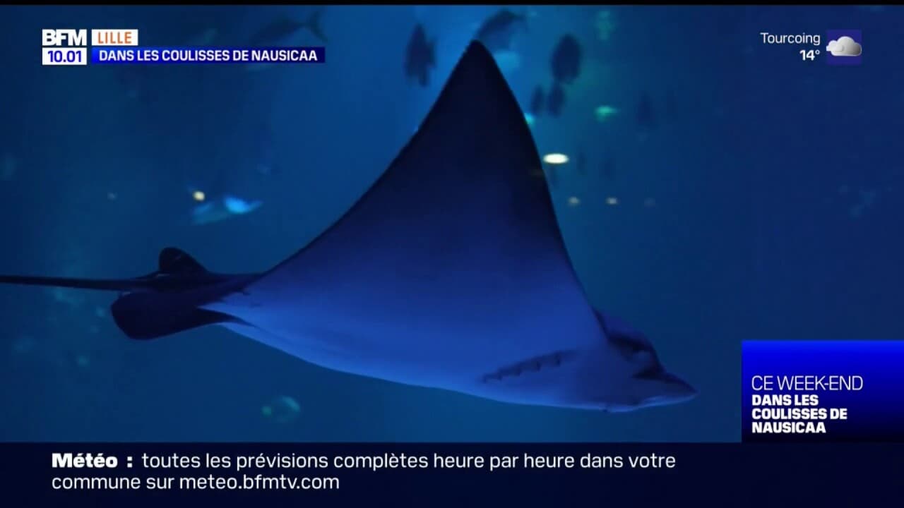 Découvrez en exclusivité les coulisses de Nausicaa le plus grand