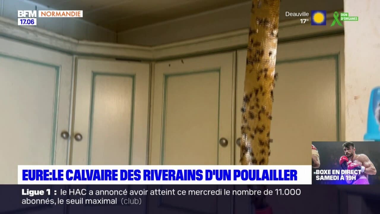 Eure Le Calvaire Des Riverains Vivant Proximit D Un Poulailler