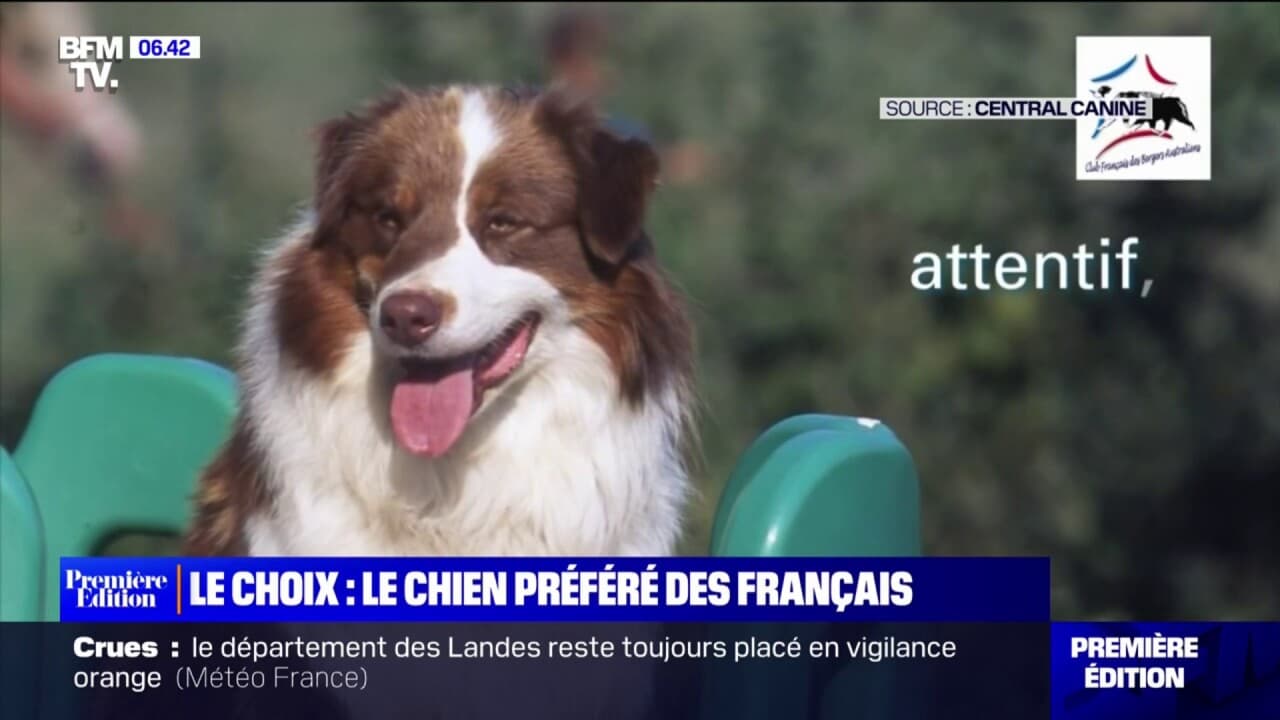 Le choix de Marie Le berger australien le chien préféré des Français