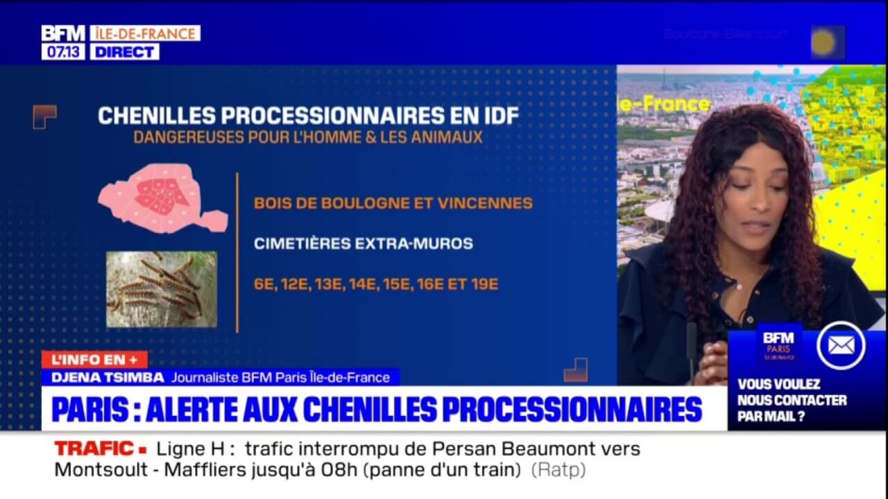 Paris Alerte Aux Chenilles Processionnaires Qui Font Leur Retour Plus