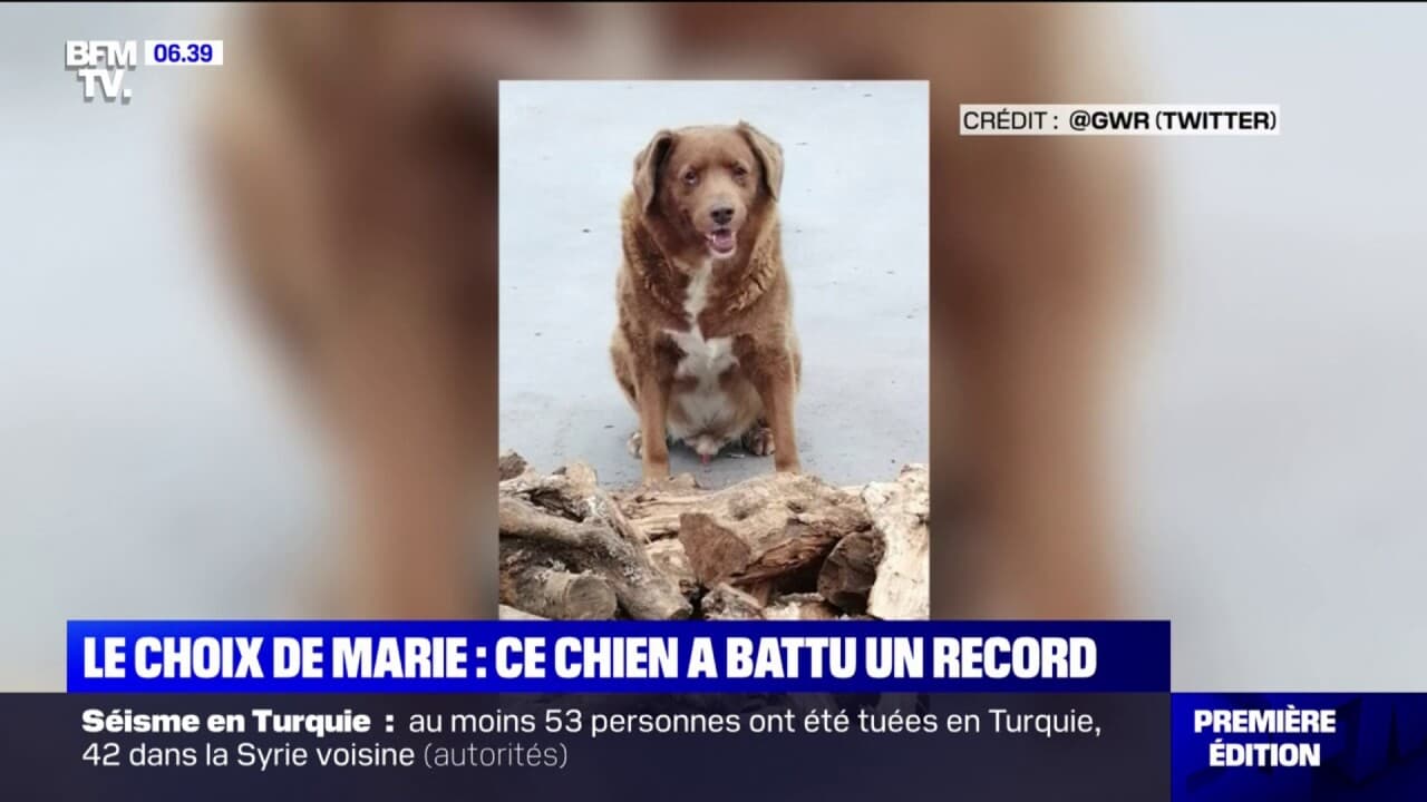 Ans Bobby Devient Le Chien Le Plus Vieux Du Monde