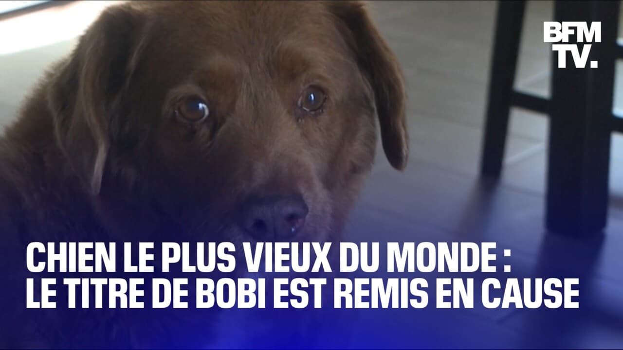 Bobi Le Chien Le Plus Vieux Du Monde Risque De Perdre Son Titre