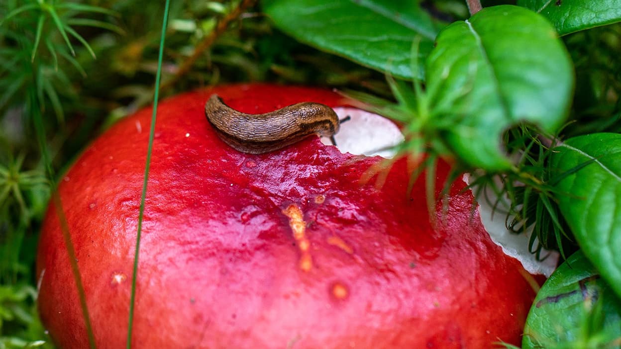 Jardin Comment Lutter Contre Les Limaces