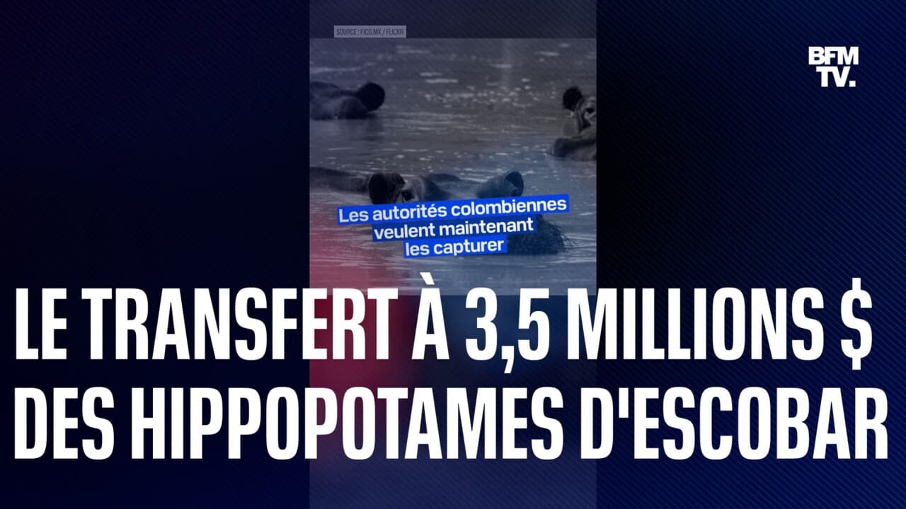 Colombie 3 5 Millions De Dollars Pour Expulser 70 Hippopotames De