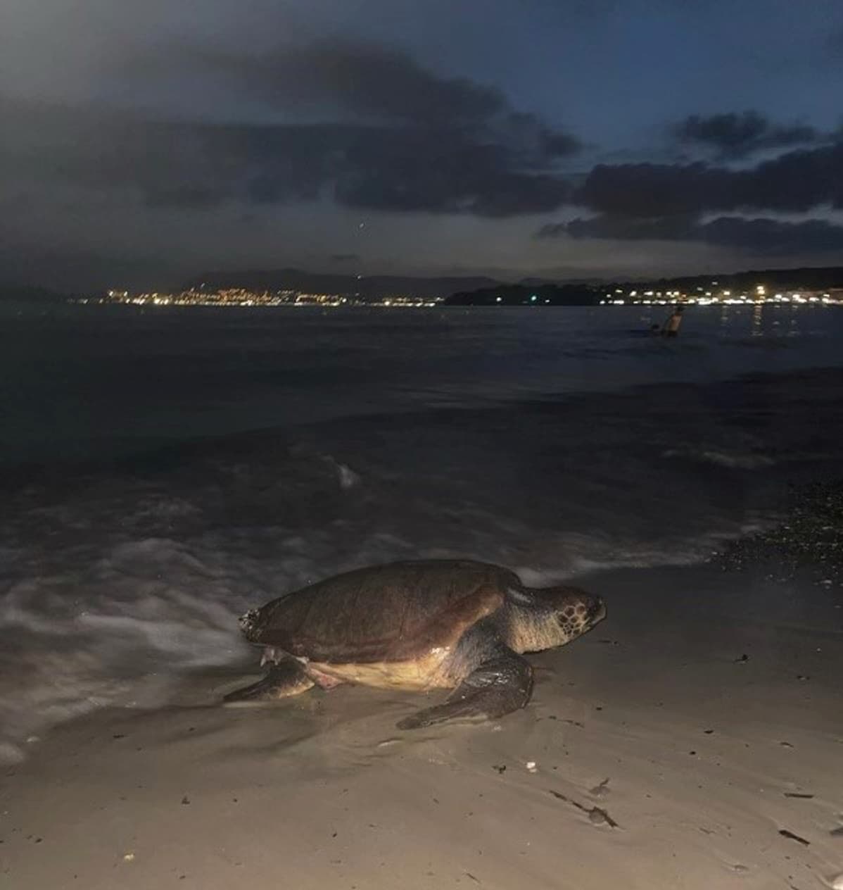 Var après Porquerolles une tortue est venue pondre sur la plage à