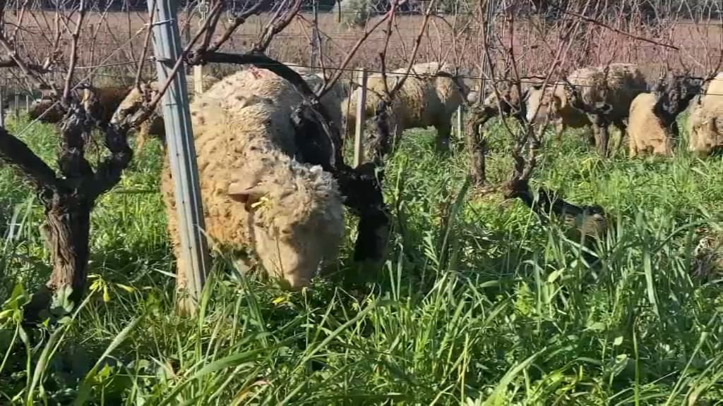 Bormes Les Mimosas Le Troupeau D Une Berg Re Victime D Attaque De