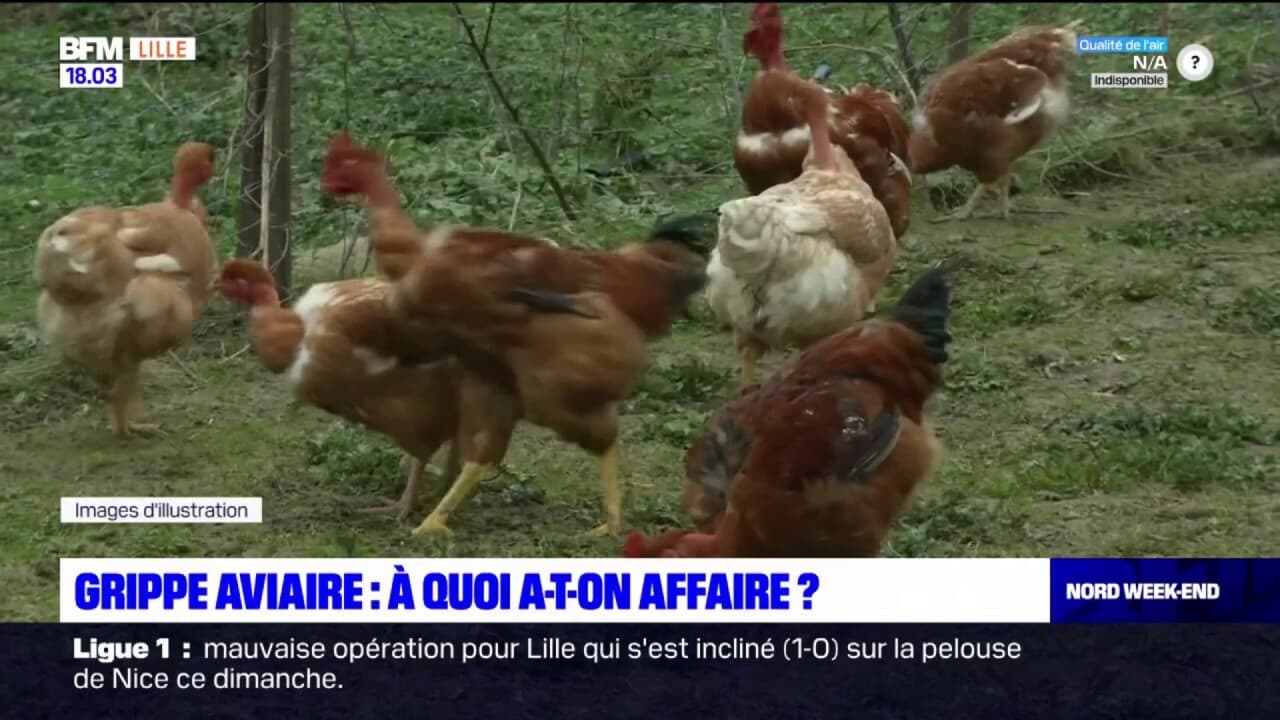 Hauts de France de nouveaux cas de grippe aviaire découverts