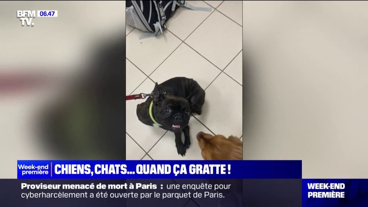 Chiens Chats Comment Se D Barrasser Des Puces