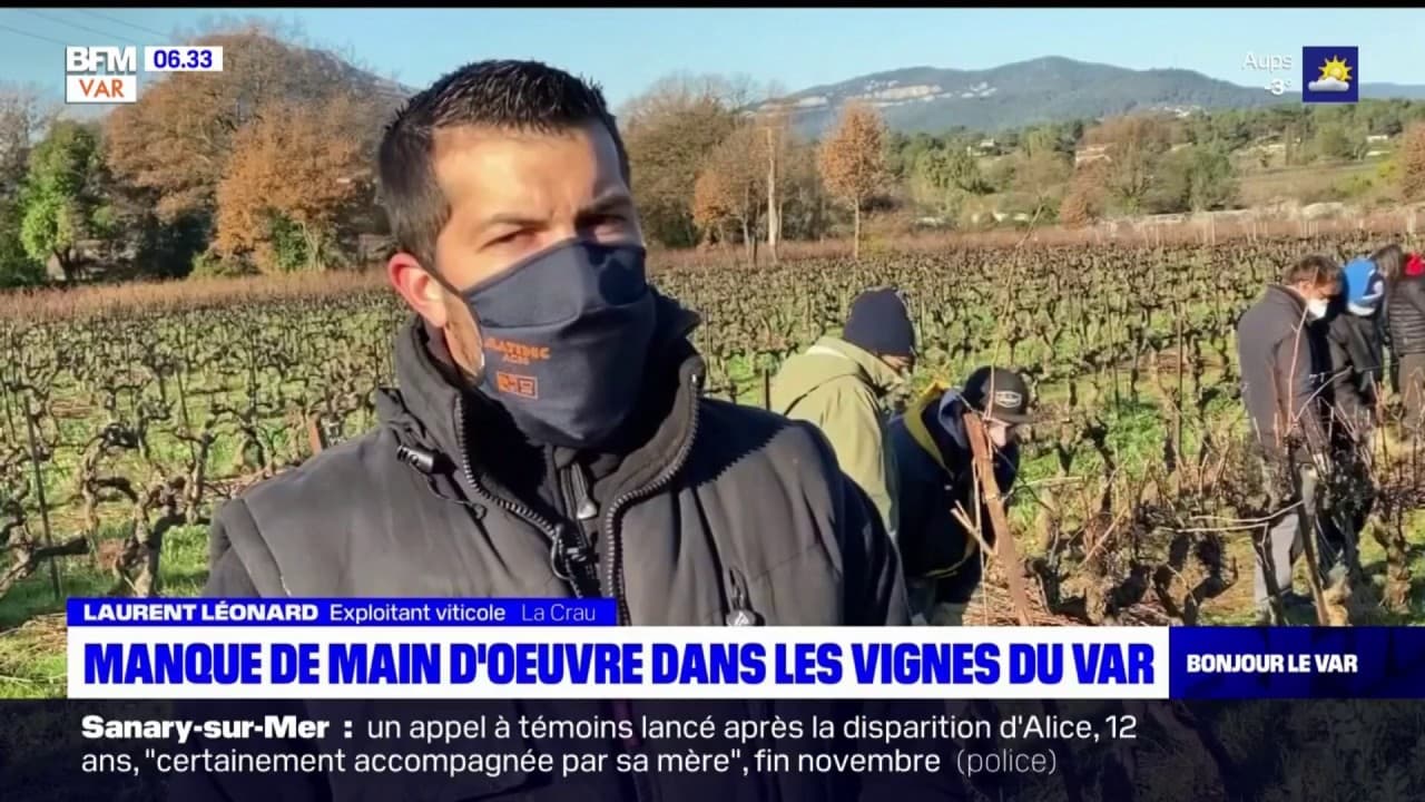 Var Manque De Main D Uvre Dans Les Vignes