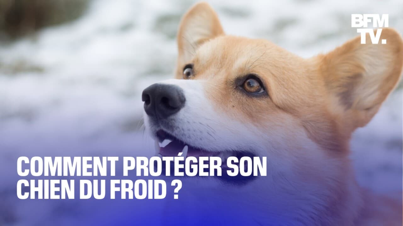 Baisse des températures comment bien protéger son chien du froid