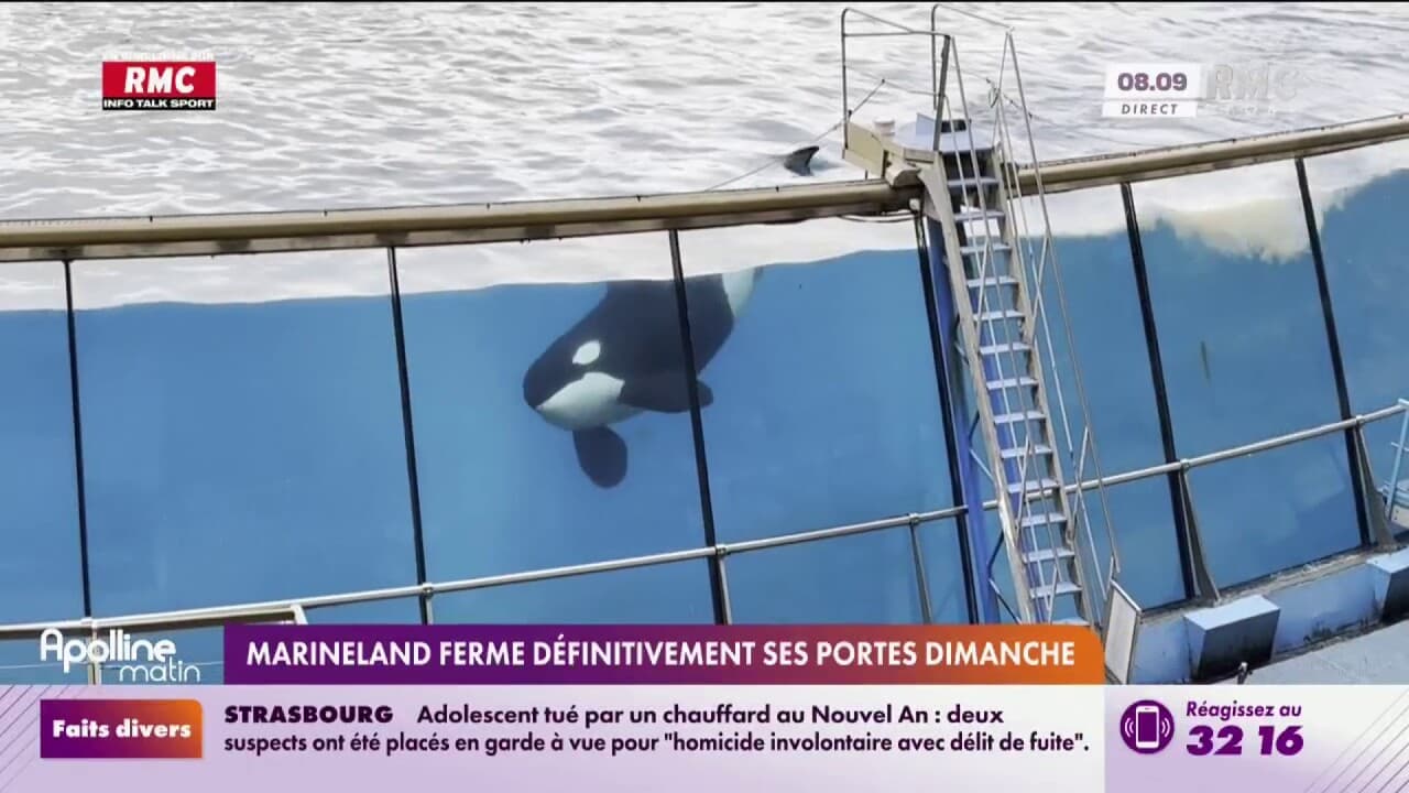 Antibes Marineland Ferme D Finitivement Ses Portes Dimanche