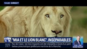 "Mia et le lion blanc", un film familial à voir absolument