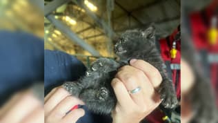Les pompiers du Nord ont sauvé des chatons coincés dans des silos à blé jeudi 23 mai 2024.