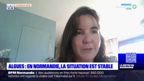 Algues en Normandie: "il n'y a rien d'alarmant aujourd'hui"