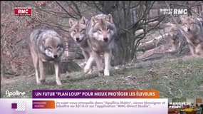 Un futur "plan loup" pour mieux protéger les éleveurs