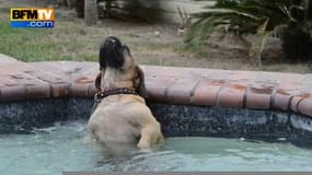 Un chien en extase dans un jacuzzi