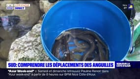 Alpes-Maritimes: une association étudie les déplacements des angu