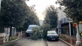 Un arbre tombé sur la chaussée à Montrouge le 2 novembre 2023. 