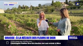 Grasse: à la récolte des roses pour les marques de parfums