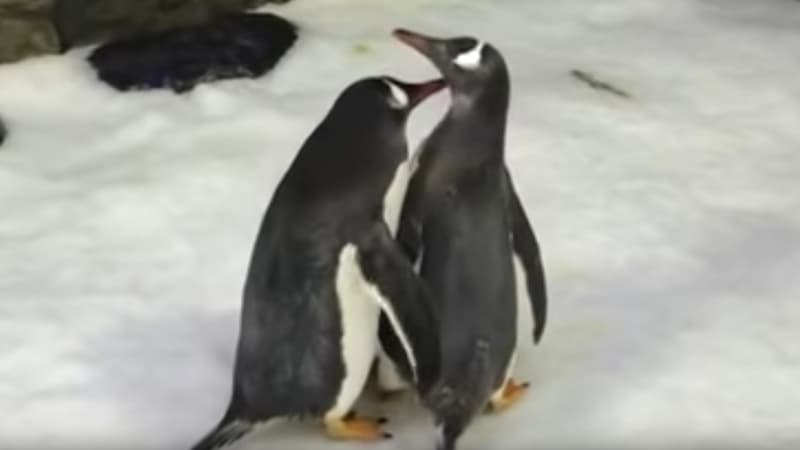 Les pingouins Sphen et Magic.