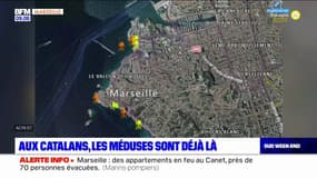 Marseille: aux Catalans, les méduses sont déjà là 