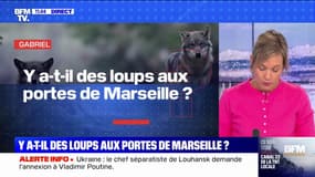 Y a-t-il des loups aux portes de Marseille? BFMTV répond à vos questions
