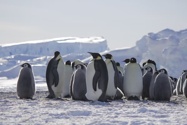 Des manchots empereur et leurs poussins photographiés en 2020 en Antarctique Des manchots empereur et leurs poussins photographiés en 2020 en Antarctique