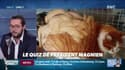 En Bretagne, le chat avec 1 kg de dreadlocks sur le dos a trouvé une famille