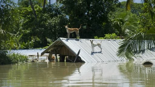 Des chiens sur le toit d'une maison immérgée par les flots à Kalay dans la région de Sagaing en Birmanie, le 2 août 2015