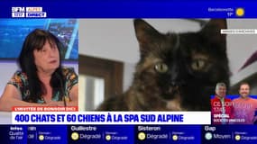 Gap: la SPA croule sous les abandons d'animaux, un chiffre "inédit" selon sa présidente