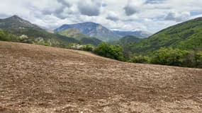 Des champs de Montbrand, dans les Hautes-Alpes, sont détruits par des sangliers. 