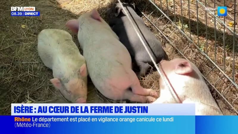 Idée de sortie d'été : direction la ferme de Justin pour être au plus près des animaux