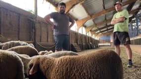 Près de 140 brebis ont été tuées dans la même exploitation d'un éleveur du Var, en trois jours par un loup, en juillet 2025.