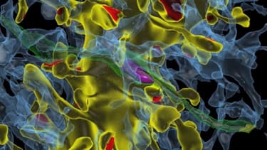 La taille des synapses varie suivant le signal reçu.