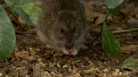 À Cagnes-sur-Mer (Alpes-Maritimes), les rats prolifèrent de plus en plus à cause des travaux, selon les habitants