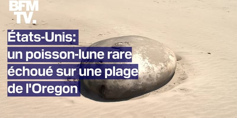 États-Unis: un poisson-lune de plus de deux mètres échoué sur une plage de l'Oregon  