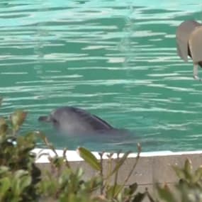 Au Japon, un parc animalier ferme et laisse dauphin et pingouins à l’abandon