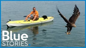 Ce fauconnier veut réapprendre à des aigles en captivité à vivre dans la nature