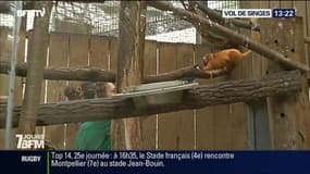 Vol de singes au zoo de Beauval, "une opération planifiée"