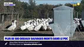 Pas-de-Calais: plus de 500 oiseaux sauvages morts
