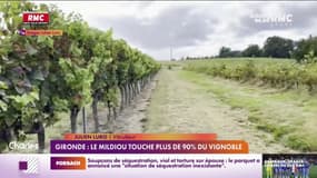 Gironde: le mildiou touche plus de 90% du vignoble