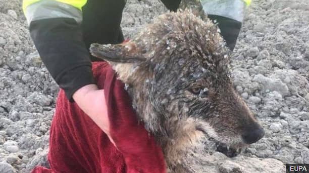 Le loup était pris au piège dans de l'eau gelée. Le loup était pris au piège dans de l'eau gelée.