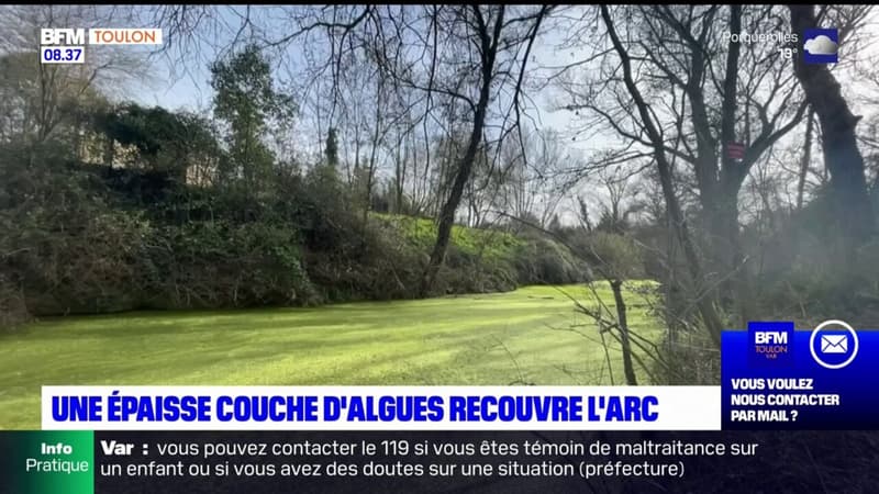 Bouches-du-Rhône: à Trets, une algue verte recouvre la rivière de l'Arc