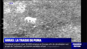 Grand félin échappé près d'Arras: la préfecture autorise l'abattage de l'animal